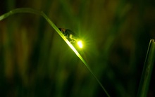 Dưới đất 2 tháng chỉ để tỏa sáng 5 ngày: Vòng đời đom đóm thức tỉnh hội công sở ưa sống an toàn