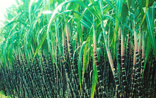 Mía đường Sơn La (SLS) báo lãi quý 3 niên độ 2019-2020 gấp 5 lần cùng kỳ