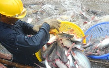 Ngành cá tra “ngậm đắng” mong dịch COVID-19 qua mau