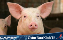 Tăng cường sản xuất thịt trứng gà, lợn thịt… giữa cao điểm COVID-19, Dabaco thu về lãi ròng 340 tỷ quý đầu năm - gấp 17 lần cùng kỳ