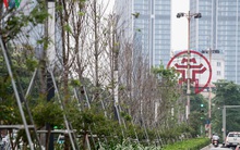 Hàng cây phong lá đỏ trơ trụi, thiếu sức sống giữa nắng hè Hà Nội