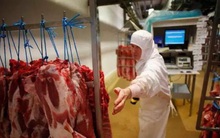 Pháp lo ngại các lò mổ gia súc có thể trở thành ổ dịch COVID-19