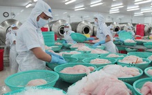 Giá cá tra ổn định chờ tính hiệu thị trường