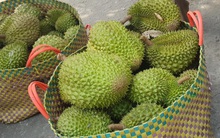 Sầu riêng mất chất lượng do hạn mặn, nhiều nhà vườn ở miền Tây lao đao