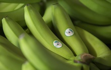 HAGL Agrico (HNG) huy động 200 tỷ trái phiếu