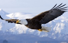 Không dám vượt qua giới hạn của bản thân, bạn mãi mãi chỉ là con gà trong hình dáng đại bàng: 3 hành động cần làm ngay theo một doanh nhân đầy tham vọng sẽ giúp bạn bứt phá!