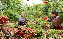 Lô vải thiều đầu tiên xuất khẩu sang Singapore, Mỹ, Australia