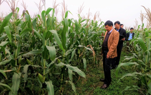 Nông sản Hồng Hà Sơn La (HSL): Đổi tên công ty, đặt mục tiêu lãi 15 tỷ đồng, giảm 68% so với 2019