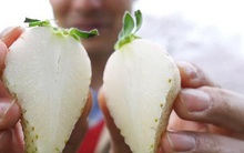 Dâu tây Bạch Tuyết giá 'chát' chưa lên kệ đã hết hàng