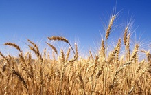 Lúa mạch cháy đen vì chẳng chịu cúi đầu và bài học sâu sắc cho hội nhân viên ưa cãi sếp