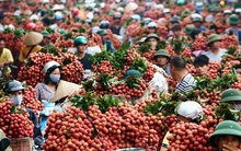 Ảnh hưởng dịch Covid-19, vải tươi Việt Nam có nguy cơ lỡ hẹn sang Nhật Bản