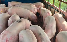 Lô lợn sống Thái Lan giá rẻ sắp nhập về Việt Nam tháng này