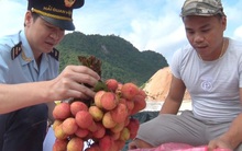 Tín hiệu vui cho xuất khẩu vải quả tươi sang Trung Quốc