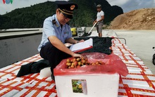 Xuất khẩu quả vải tươi qua cửa khẩu giảm mạnh