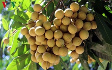 Nhãn Sơn La đảm bảo tiêu chuẩn xuất khẩu đi Mỹ, Pháp...