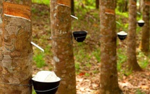 Triển vọng u ám trên thị trường cao su