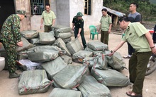 Chặn đứng 1 tấn nầm lợn bốc mùi hôi thối nhập lậu vào Việt Nam