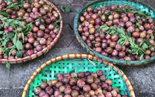 Trước Tết đoan ngọ, mận hậu, vải thiều vọt giá, mận lên hơn 100.000 đồng/kg