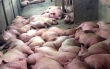 Hơn 13 nghìn tỷ đồng hỗ trợ phòng chống dịch tả lợn châu Phi