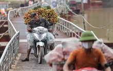 CLIP: Thót tim cảnh người dân gồng mình chở vải thiều qua cầu "tử thần"
