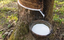 Xuất khẩu cao su tháng 5 tăng mạnh
