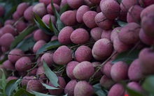 Trúng lớn mùa vải thiều, người dân thắp đèn thu hoạch cả đêm