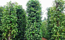 Trung Quốc “đảo hàng”, giá hạt tiêu Việt Nam giảm sâu