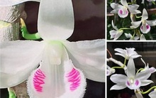 Giới sành lan: Trăm triệu còn tin, lan đột biến trăm tỷ là chiêu thổi giá ảo