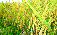 Trung An (TAR) thông qua phương án phát hành 7 triệu cổ phiếu trả cổ tức tỷ lệ 20%