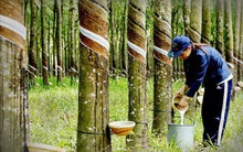 Vinaruco (VRG): Quý 2 lãi gần 2 tỷ đồng, giảm 64% so với cùng kỳ