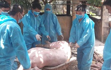 Nguy cơ tái phát dịch tả lợn châu Phi: Nhiều lỗ hổng khi tái đàn