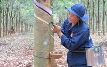 Doanh nghiệp cao su đồng loạt báo lãi quý 2 giảm