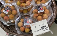 Vì sao đưa vải Lục Ngạn sang Nhật mất tới 5 năm?