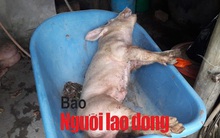 Mật phục bắt chủ trang trại bán con giống cho dân nhiễm dịch tả heo châu Phi