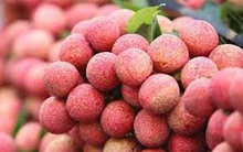 Bắc Giang ‘đại thắng’ vụ vải thiều 2020