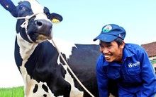 Sữa Mộc Châu: Cổ đông thống nhất kế hoạch chào bán cổ phần trị giá 1.200 tỷ đồng cho Vinamilk và GTN, nới room ngoại và niêm yết HoSE