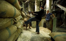 Giá gạo xuất khẩu của Việt Nam lên cao nhất một tháng