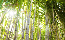 Mía đường Sơn La (SLS) báo lãi quý 4 niên độ 2019-2020 gần gấp 3 cùng kỳ