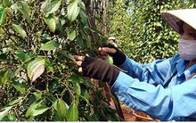 Tìm cách tháo gỡ 58 container hồ tiêu xuất khẩu bị kẹt ở Nepal