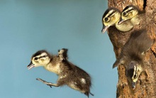 Tuyệt chiêu giữ nhân tài của sếp giỏi: Luôn khuyến khích nhân viên tìm hiểu những offer bên ngoài