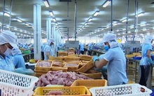 Thị trường Anh nổi bật trong bức tranh xuất khẩu cá tra nửa đầu năm 2020