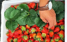 Dâu tây Trung Quốc nhập khẩu về Đà Lạt có dư lượng thuốc trừ sâu cao gấp 3 lần