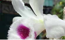 "Những giò lan đột biến giá tiền tỉ là bình thường, thật chứ không ảo"