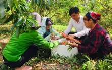 Về nơi vải thiều 12.000 đồng/quả