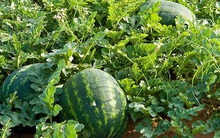 Cùng đến ruộng dưa xin được bố thí, 1 người vừa hỏi đã bị đuổi, 1 người chưa kịp xin đã được cho: Chân tướng đáng kinh ngạc phía sau