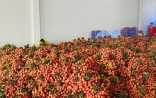 Dồn dập xuất khẩu vải thiều