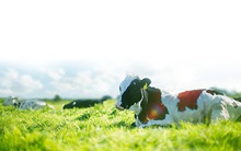 Sữa Mộc Châu dự kiến niêm yết, bán lượng cổ phiếu trị giá 1.200 tỷ đồng cho Vinamilk và GTN