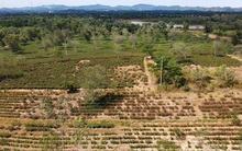 'Thất thủ' thủ phủ cam, chè