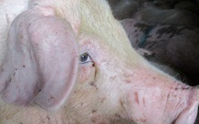 Heo Thái Lan về nhỏ giọt, giá heo giống lại tăng