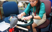 Chú vẹt thông minh nhất thế giới đã vượt qua sinh viên Harvard trong bài kiểm tra trí nhớ như thế nào?